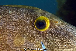 Leatherjacket Parika scaber by Daniel Poloha 